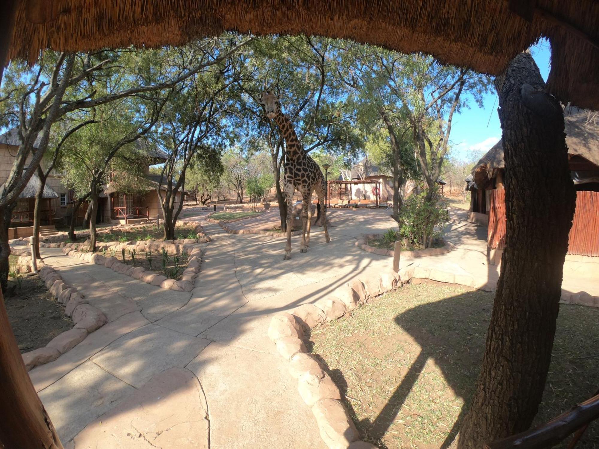 Zebra Nature Reserve Cullinan Ruang foto